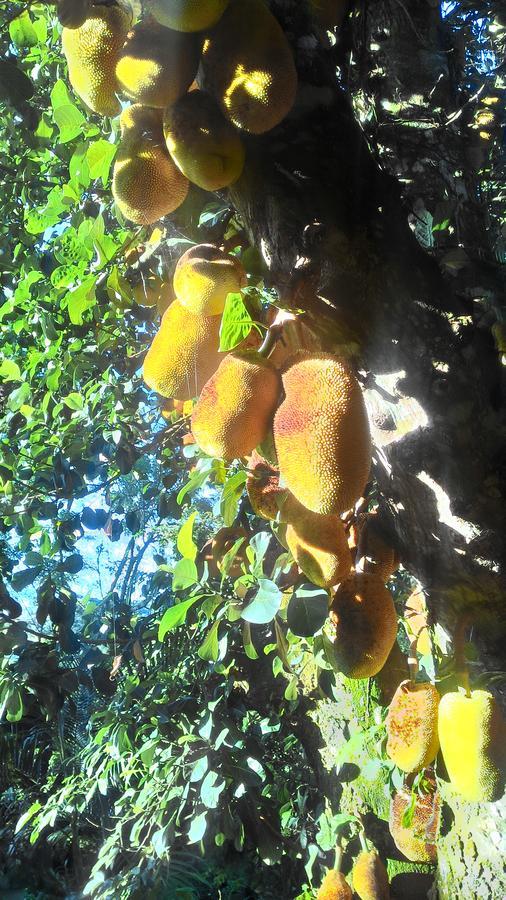 مبيت وإفطار Jacareí Chale Rancho Aratama المظهر الخارجي الصورة