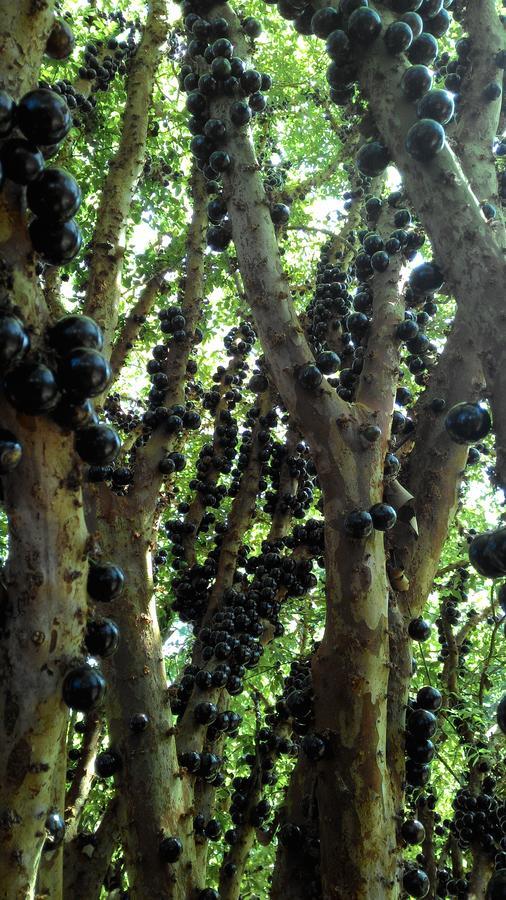 مبيت وإفطار Jacareí Chale Rancho Aratama المظهر الخارجي الصورة