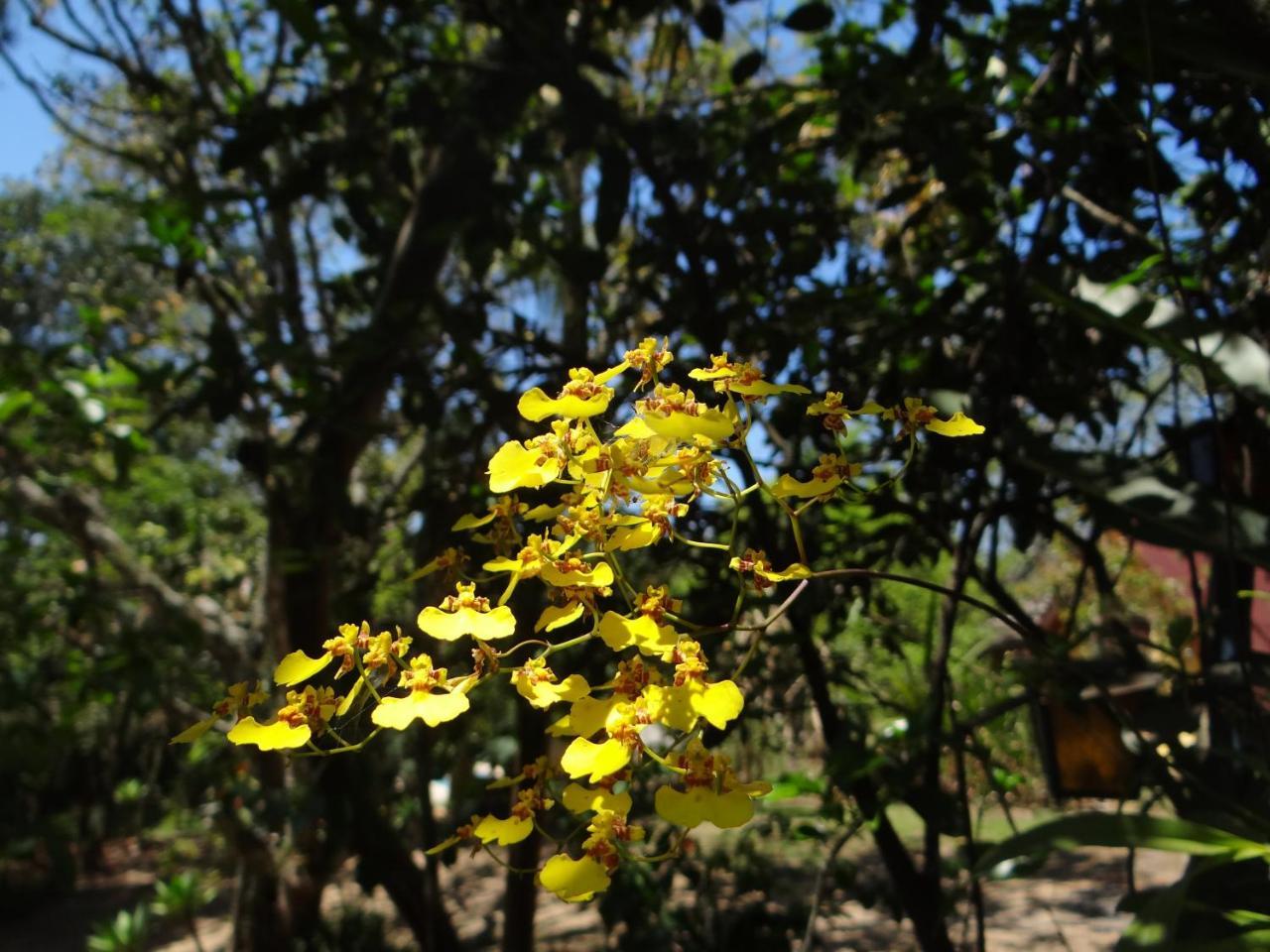 مبيت وإفطار Jacareí Chale Rancho Aratama المظهر الخارجي الصورة